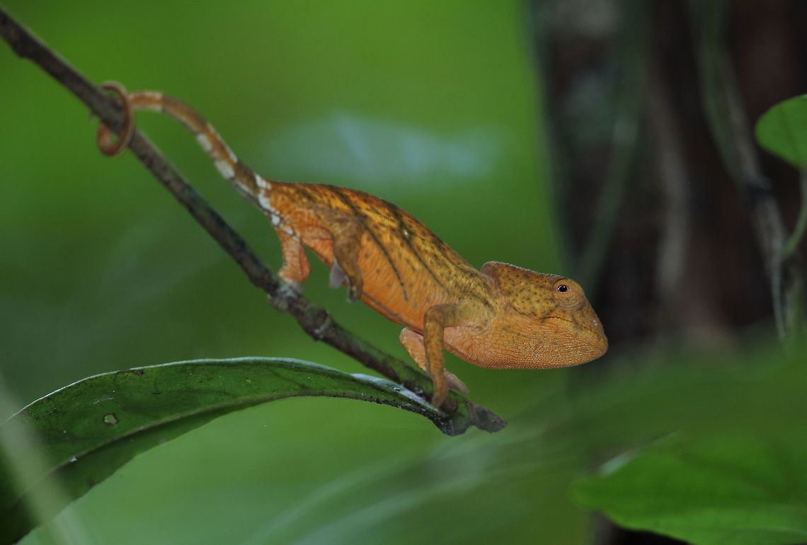 Calumma_parsonii  Calumma parsonii,Geotagged,Madagascar,Parsons chameleon,Spring