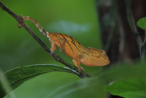 Calumma_parsonii  Calumma parsonii,Geotagged,Madagascar,Parsons chameleon,Spring