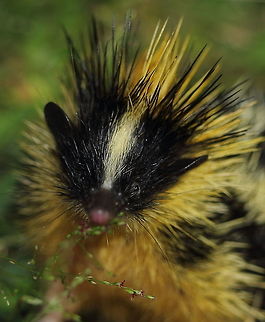 Lowland-streaked_tenrec  Geotagged,Hemicentetes semispinosus,Lowland streaked tenrec,Madagascar,Spring
