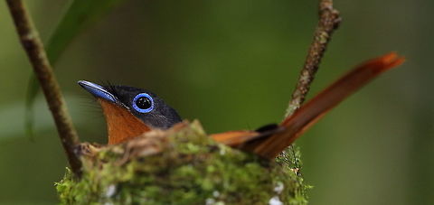 Madagascar paradise_flycatcher  African Paradise Flycatcher,Geotagged,Madagascar,Malagasy paradise flycatcher,Spring,Terpsiphone mutata,Terpsiphone viridis