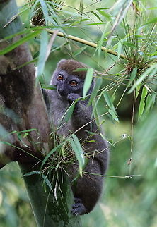Western lesser bamboo lemur  Eastern lesser bamboo lemur,Geotagged,Hapalemur griseus,Hapalemur occidentalis,Madagascar,Spring,Western lesser bamboo lemur
