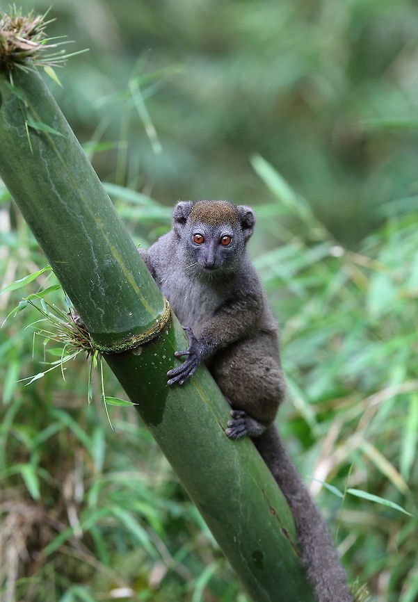 Western lesser bamboo lemur  Hapalemur occidentalis,Western lesser bamboo lemur