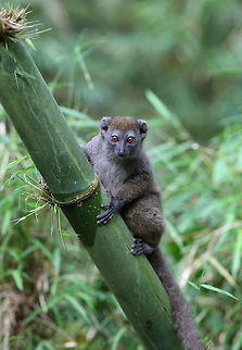Western lesser bamboo lemur  Hapalemur occidentalis,Western lesser bamboo lemur