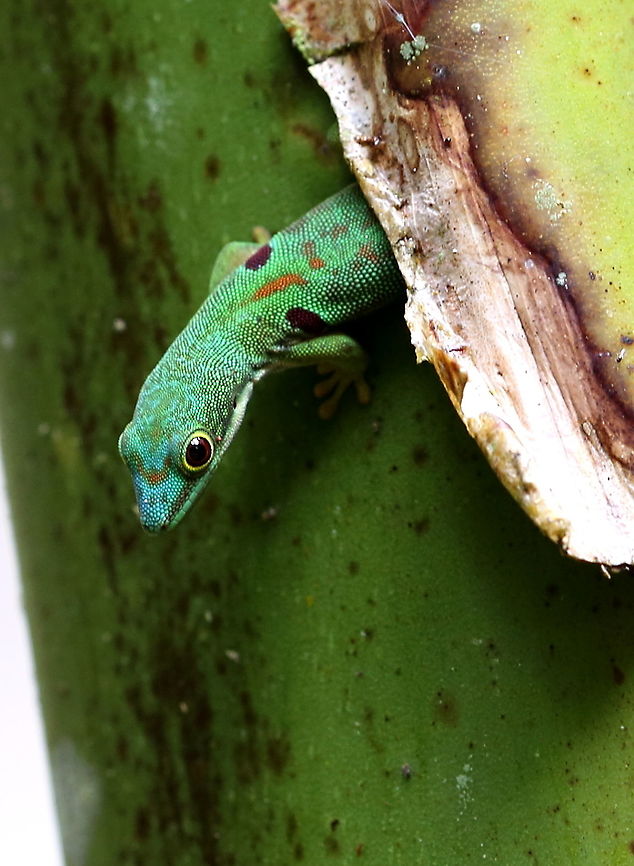 Phelsuma_pusilla  Geotagged,Madagascar,Phelsuma pusilla pusilla,Spring