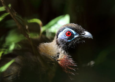 Red-breasted_coua  Coua serriana,Geotagged,Madagascar,Red-breasted coua,Spring