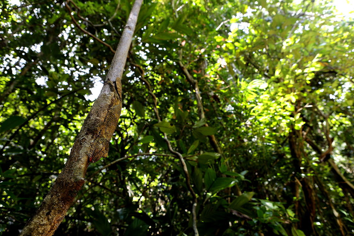 Uroplatus_fimbriatus  Geotagged,Giant Leaf-tailed Gecko,Madagascar,Spring,Uroplatus fimbriatus