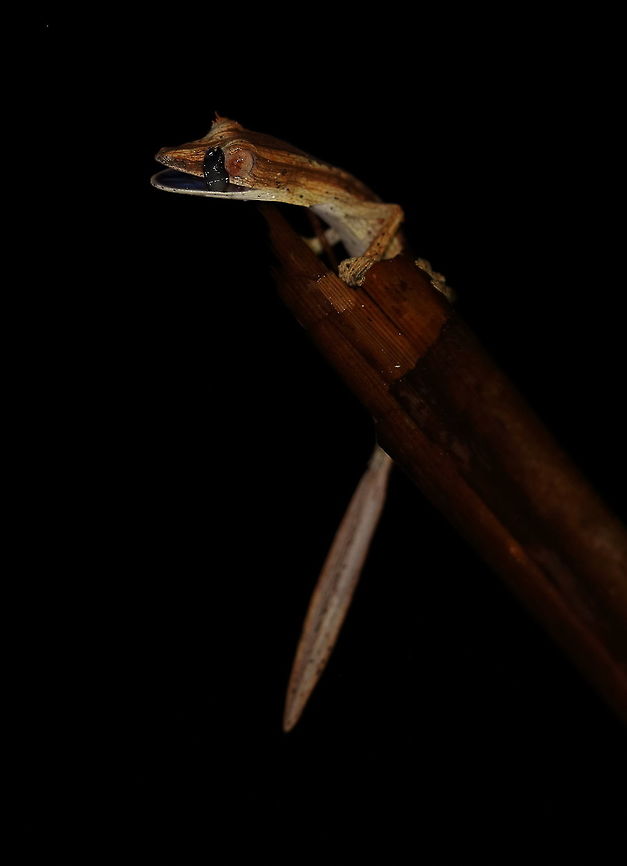 Uroplatus_lineatus  Geotagged,Lined Leaf-tail Gecko,Madagascar,Spring,Uroplatus lineatus