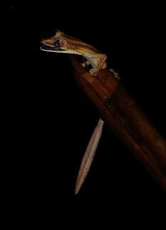 Uroplatus_lineatus  Geotagged,Lined Leaf-tail Gecko,Madagascar,Spring,Uroplatus lineatus