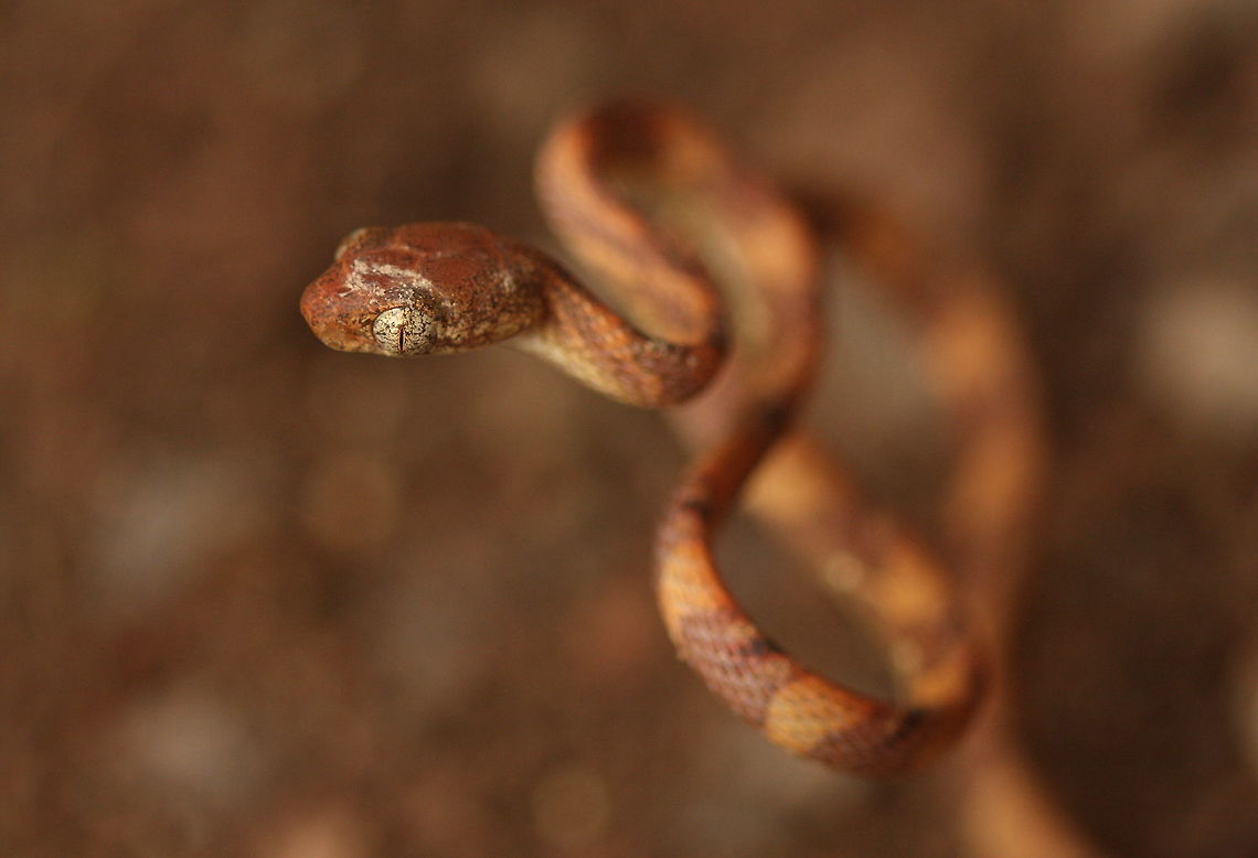 White-spottet_cat_snake  Boiga drapiezii,Geotagged,Malaysia,Winter