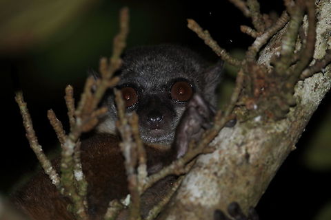 Sportive_lemur  Geotagged,Madagascar,Spring