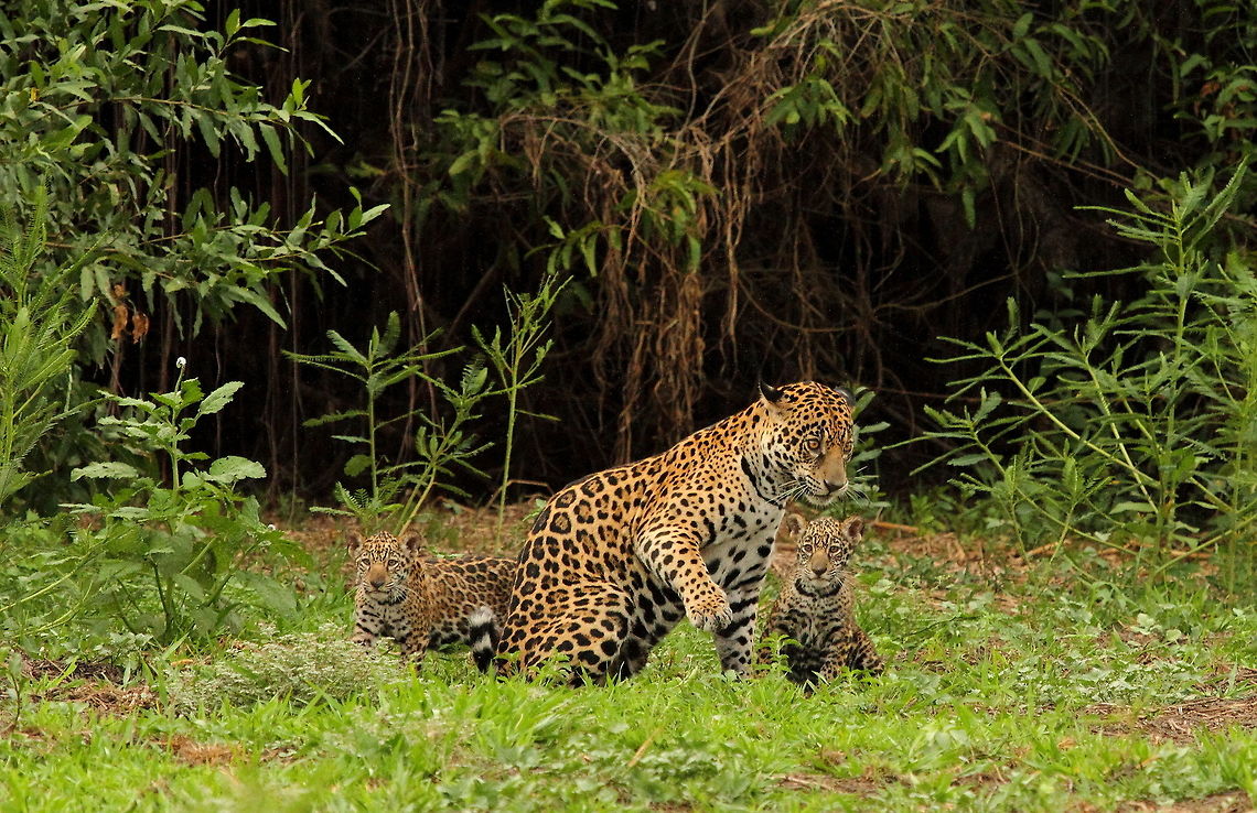Jaguar with cubs in the Pantanal  Brazil,Geotagged,Jaguar,Pantanal,Panthera onca,Spring