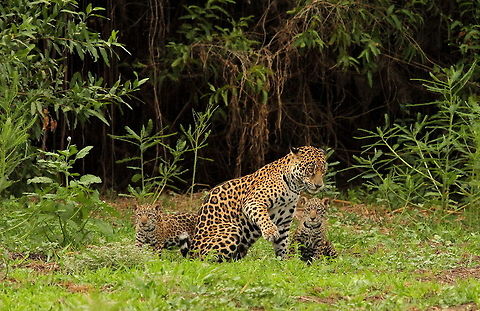 Jaguar with cubs in the Pantanal  Brazil,Geotagged,Jaguar,Pantanal,Panthera onca,Spring