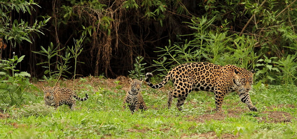 Jaguar with cubs in the Pantanal  Brazil,Pantanal