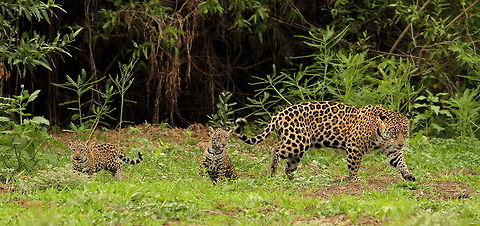 Jaguar with cubs in the Pantanal  Brazil,Pantanal