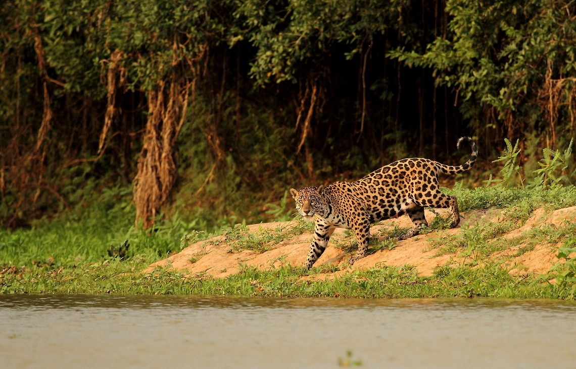 Jaguar about to cross the river in search of her cubs  Brazil,Geotagged,Jaguar,Panthera onca,Spring