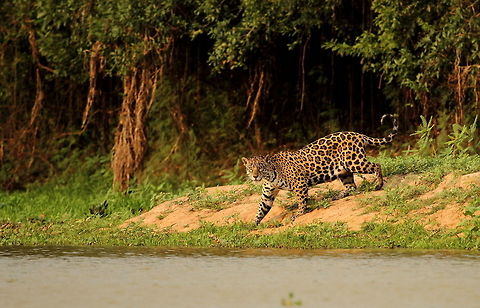 Jaguar about to cross the river in search of her cubs  Brazil,Geotagged,Jaguar,Panthera onca,Spring