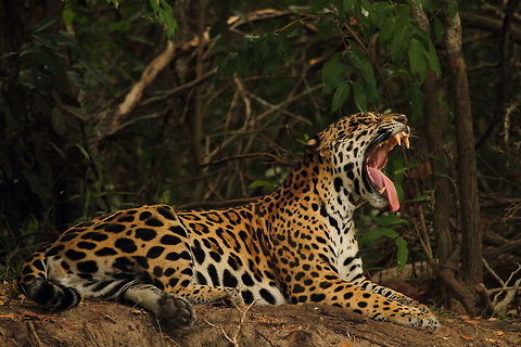 male Jaguar Pantanal  Brazil,Geotagged,Jaguar,Panthera onca,Spring