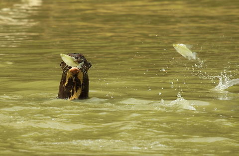 Giant river otter  Brazil,Fall,Geotagged,Giant otter,Pteronura brasiliensis