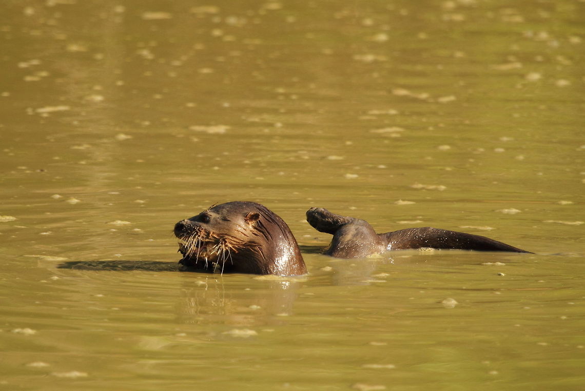 Neotropical river otter  Brazil,Geotagged,Lontra longicaudis,Neotropical otter,Spring