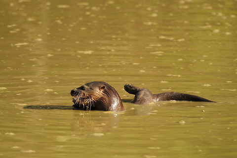 Neotropical river otter  Brazil,Geotagged,Lontra longicaudis,Neotropical otter,Spring