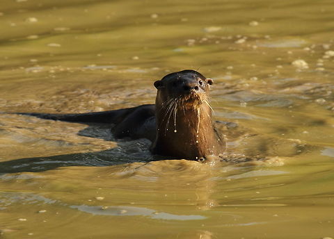 Neotropical river otter  Brazil,Geotagged,Lontra longicaudis,Neotropical otter,Spring