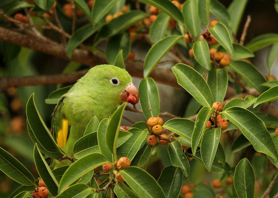 Yellow-shewron_parakeet  Brazil,Brotogeris chiriri,Geotagged,Spring,Yellow-chevroned parakeet