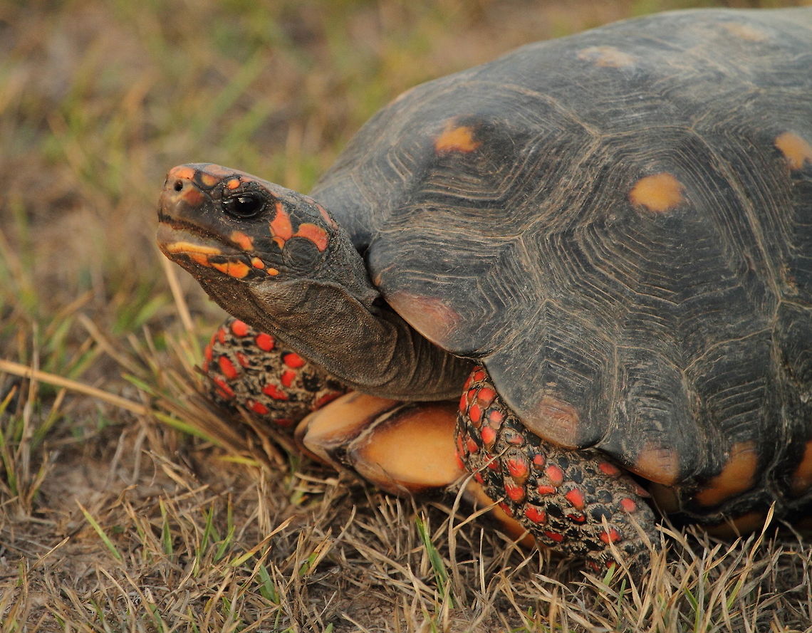 Red-footed_tortoise  Brazil,Chelonoidis carbonaria,Geotagged,Red-footed tortoise,Spring