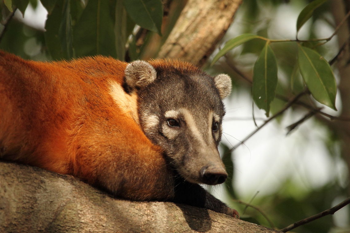 Southamerican_coati  Brazil,Geotagged,Nasua nasua,South American Coati,Spring