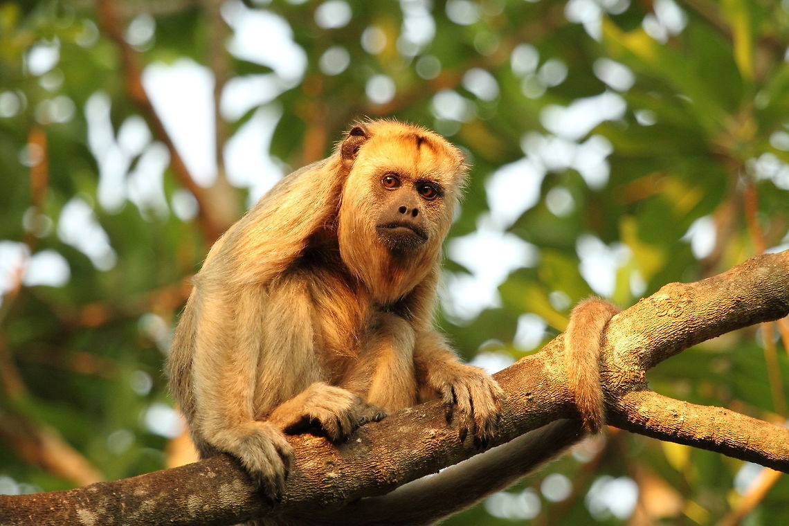 Black_howler_monkey  Alouatta caraya,Black howler,Brazil,Geotagged,Spring