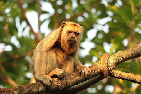Black_howler_monkey  Alouatta caraya,Black howler,Brazil,Geotagged,Spring