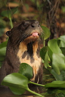 Giant river otter  Brazil,Geotagged,Giant otter,Pteronura brasiliensis,Spring