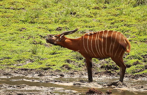 Bongo  Central African Republic,Geotagged,Spring,Tragelaphus eurycerus,Western/Lowland Bongo