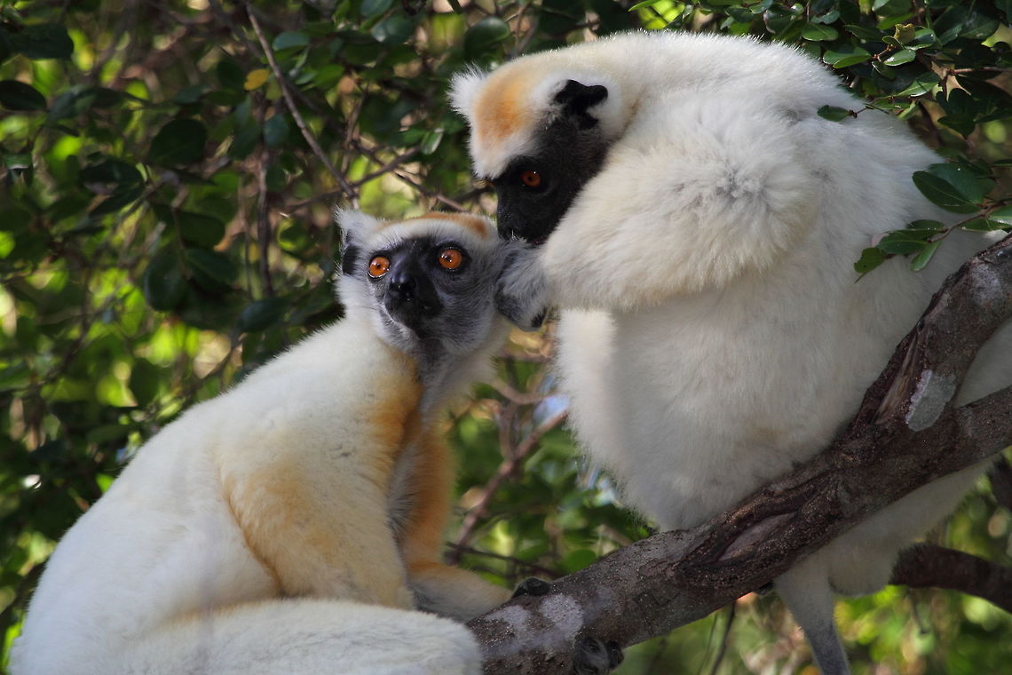 Golden-crowned_sifaka  Geotagged,Golden-crowned sifaka,Madagascar,Propithecus tattersalli,Spring