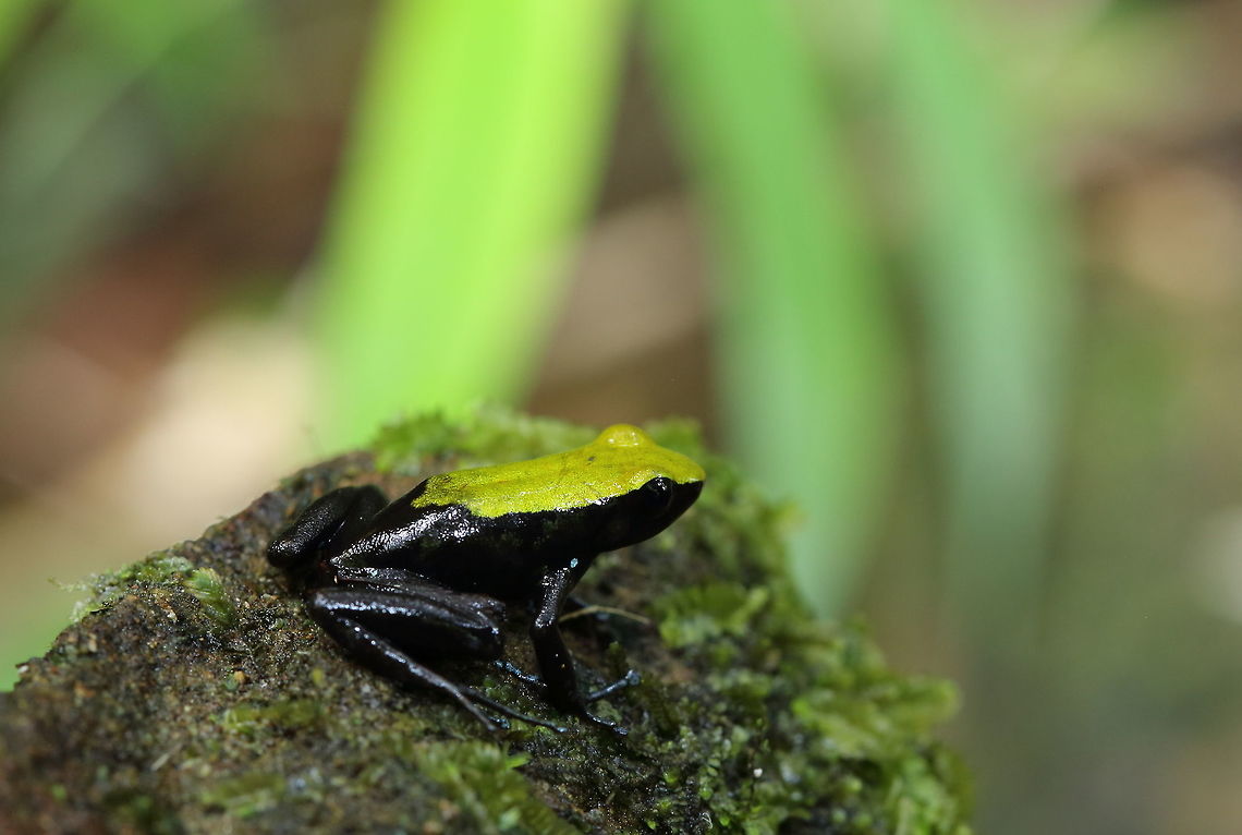 Mantella_laevigata  Climbing Mantella,Geotagged,Madagascar,Mantella laevigata,Spring