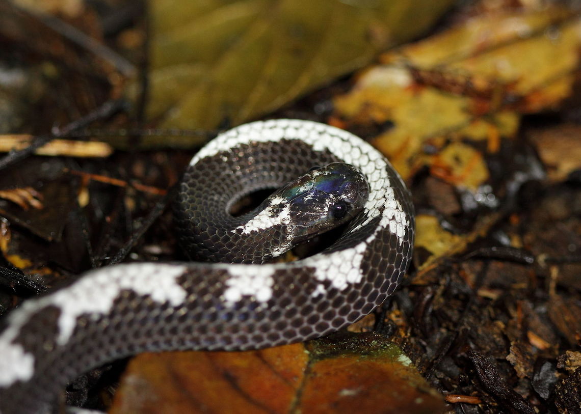 Wolf_snake  Geotagged,Indonesia,Winter