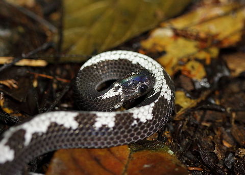 Wolf_snake  Geotagged,Indonesia,Winter