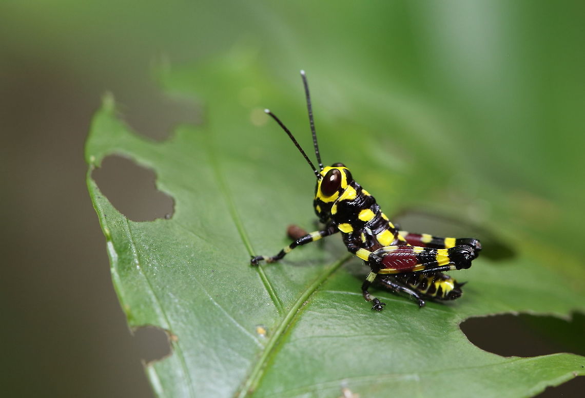 Grashoper  Geotagged,Madagascar,Spring