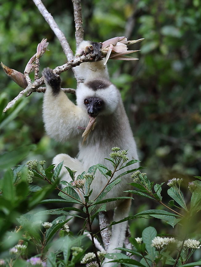 Silky_sifaka  Geotagged,Madagascar,Propithecus candidus,Silky sifaka,Spring