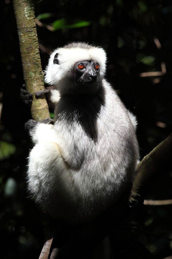 Silky_sifaka  Geotagged,Madagascar,Propithecus candidus,Silky sifaka,Spring