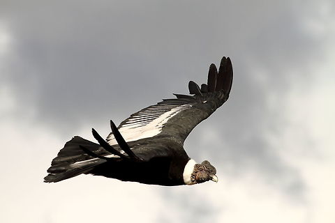 Condor  Andean Condor,Chile,Geotagged,Summer,Vultur gryphus