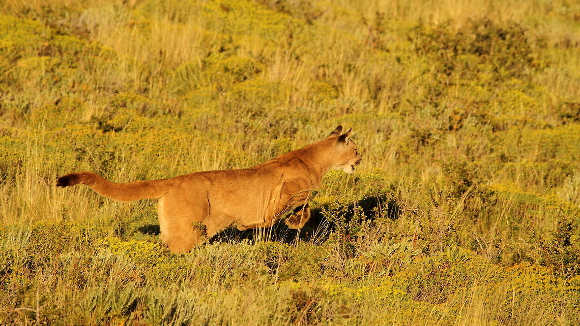 Puma  Chile,Cougar,Geotagged,Puma concolor,Summer