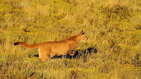 Puma  Chile,Cougar,Geotagged,Puma concolor,Summer