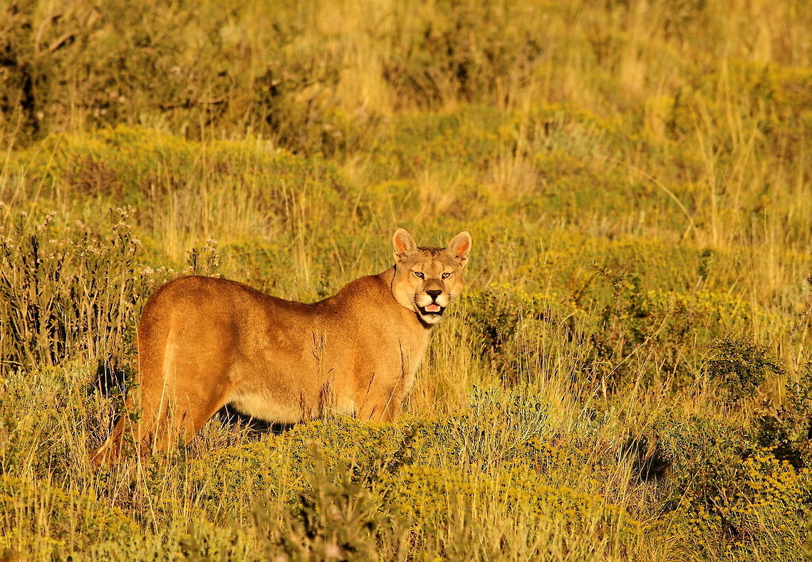 Puma  Chile,Cougar,Geotagged,Puma concolor,Summer