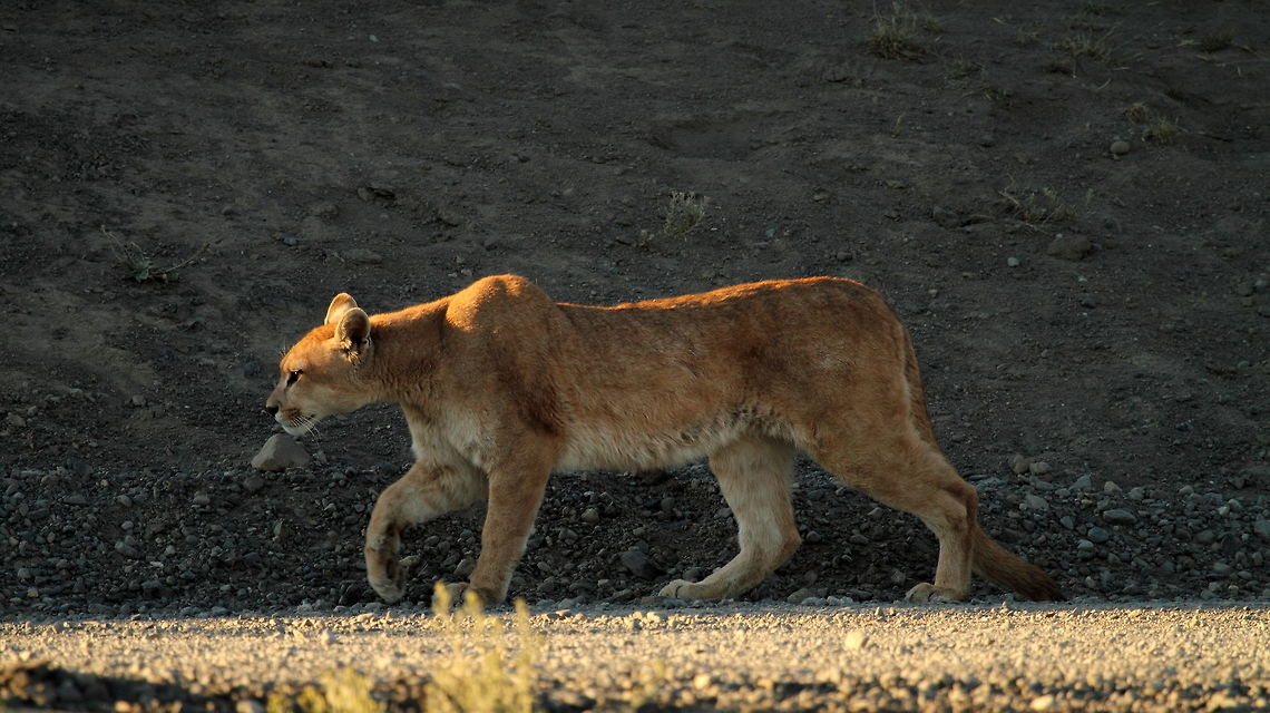 Puma  Chile,Cougar,Geotagged,Puma concolor,Summer