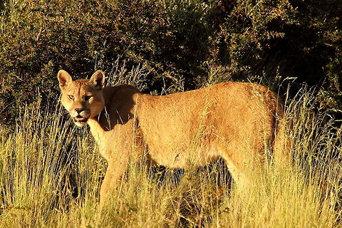 Puma  Chile,Cougar,Geotagged,Puma concolor,Summer