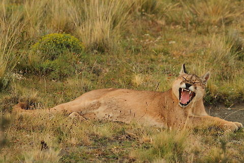 Puma  Chile,Cougar,Geotagged,Puma concolor,Summer