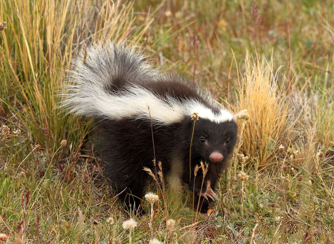 Humboldt's hog-nosed skunk  Chile,Conepatus humboldtii,Geotagged,Humboldts hog-nosed skunk,Summer