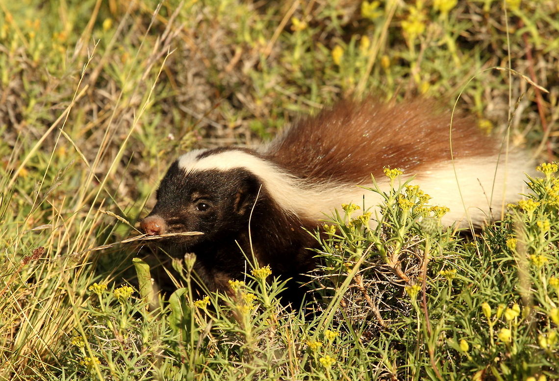 Humboldt's hog-nosed skunk  Chile,Conepatus humboldtii,Geotagged,Humboldts hog-nosed skunk,Summer
