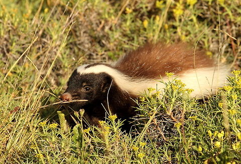 Humboldt's hog-nosed skunk  Chile,Conepatus humboldtii,Geotagged,Humboldts hog-nosed skunk,Summer