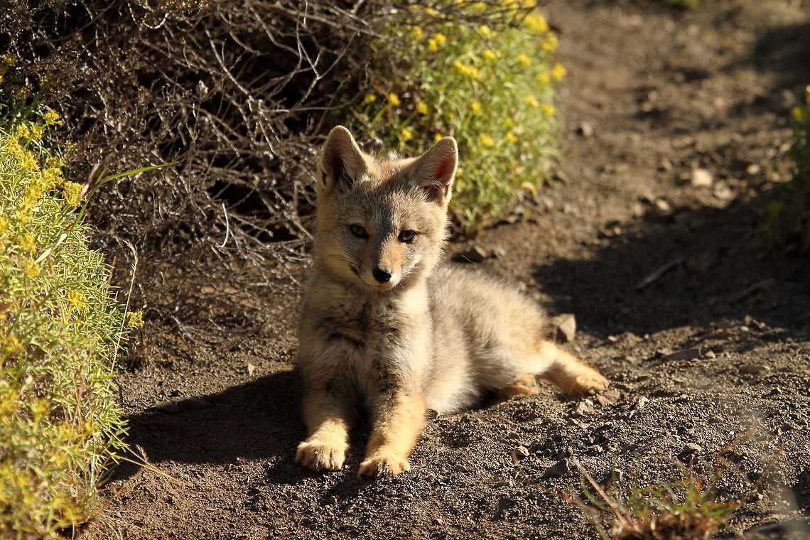 Southamerican grey fox  Chile,Geotagged,Lycalopex griseus,South American gray fox,Summer